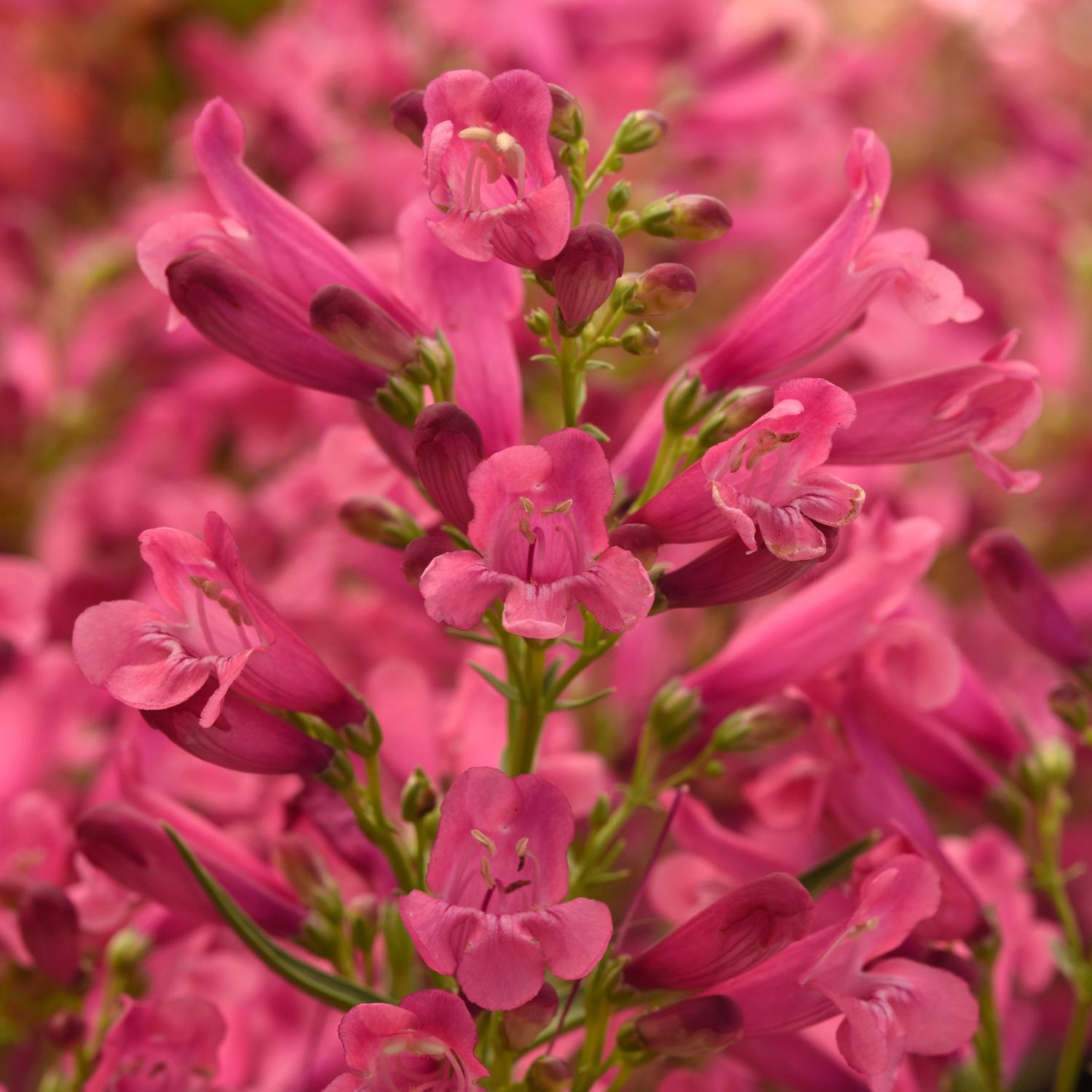 ROCK CANDY® Pink Improved Penstemon