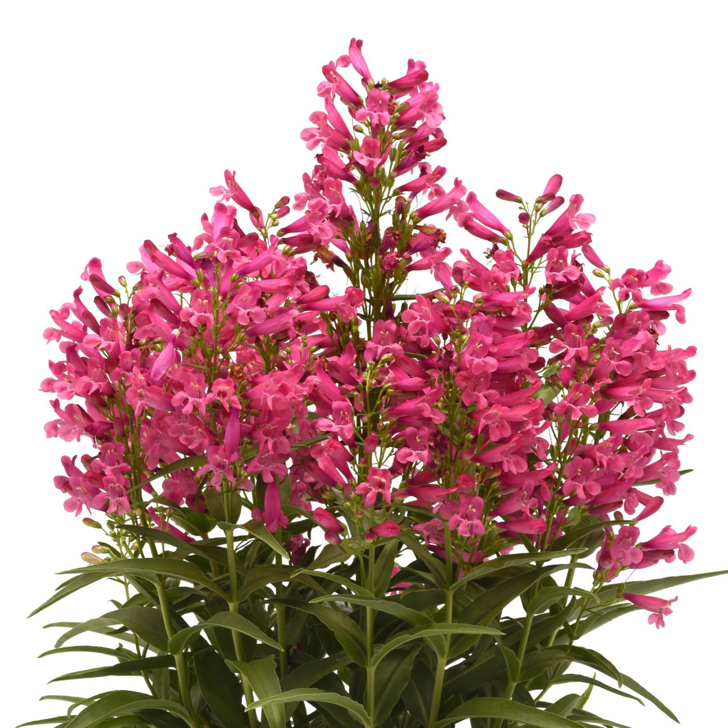 ROCK CANDY® Pink Improved Penstemon - Image 2