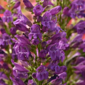 SUMMIT SWEETS™ Purple Penstemon