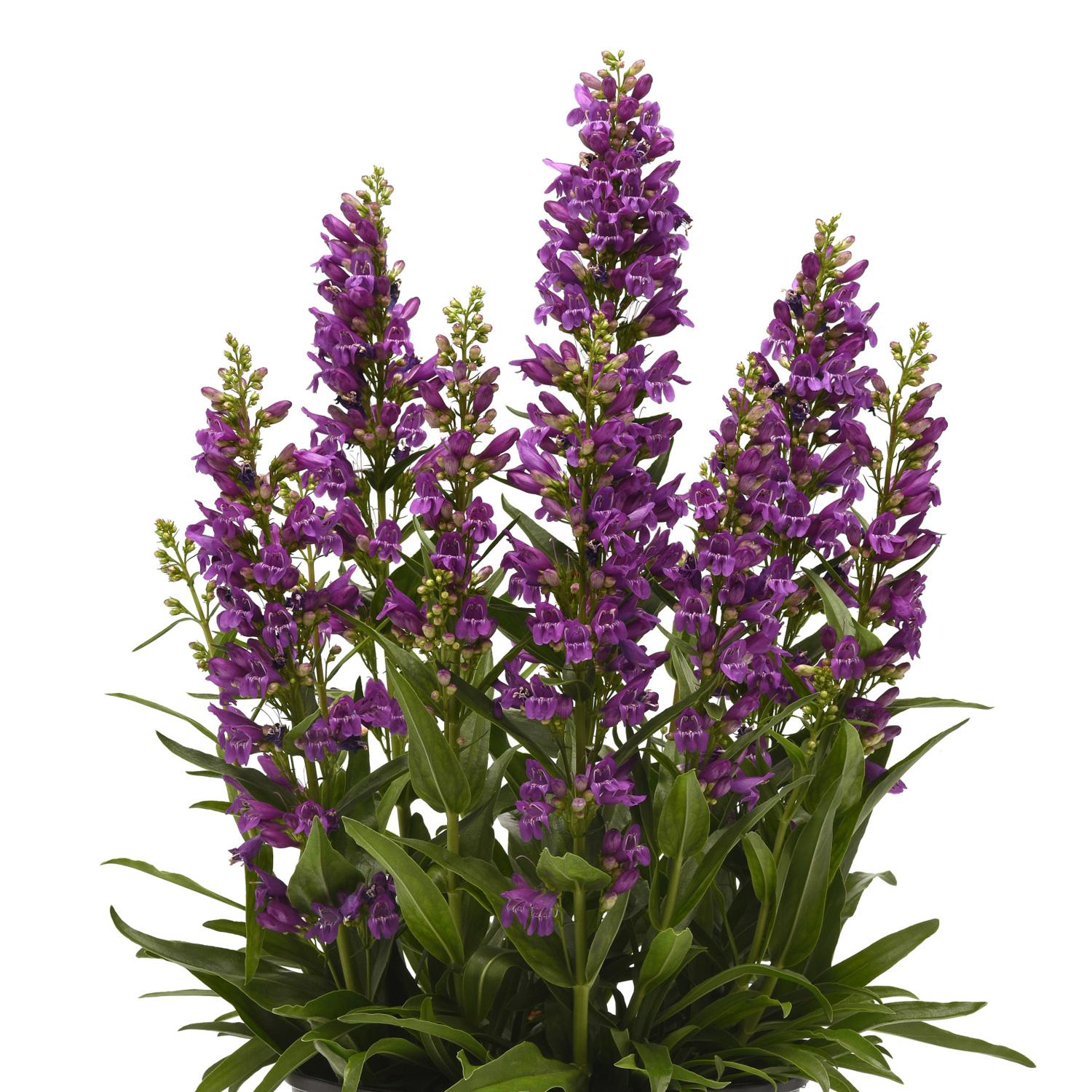 SUMMIT SWEETS™ Purple Penstemon - Image 2