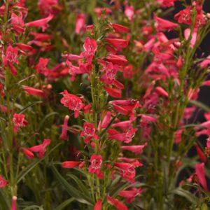SUMMIT SWEETS™ Ruby Penstemon