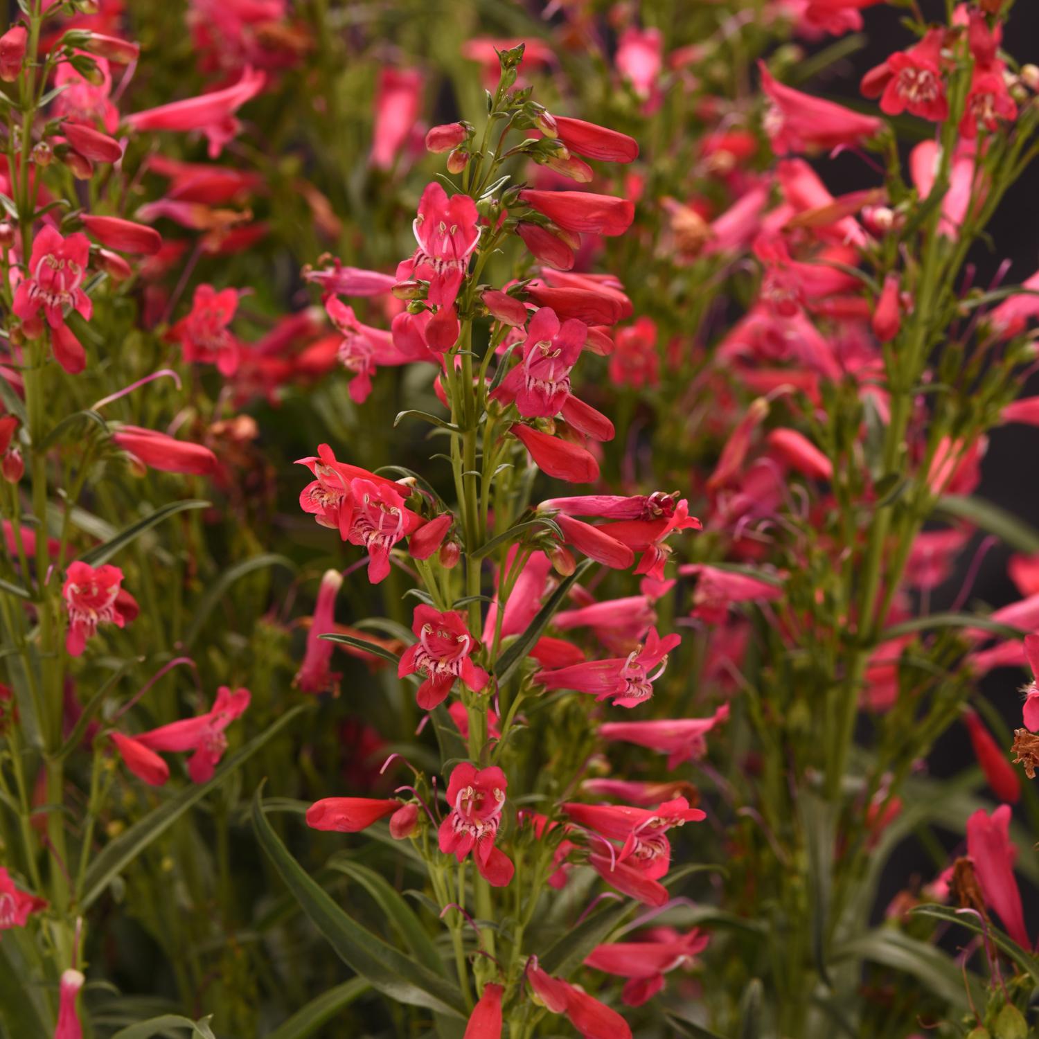 SUMMIT SWEETS™ Ruby Penstemon