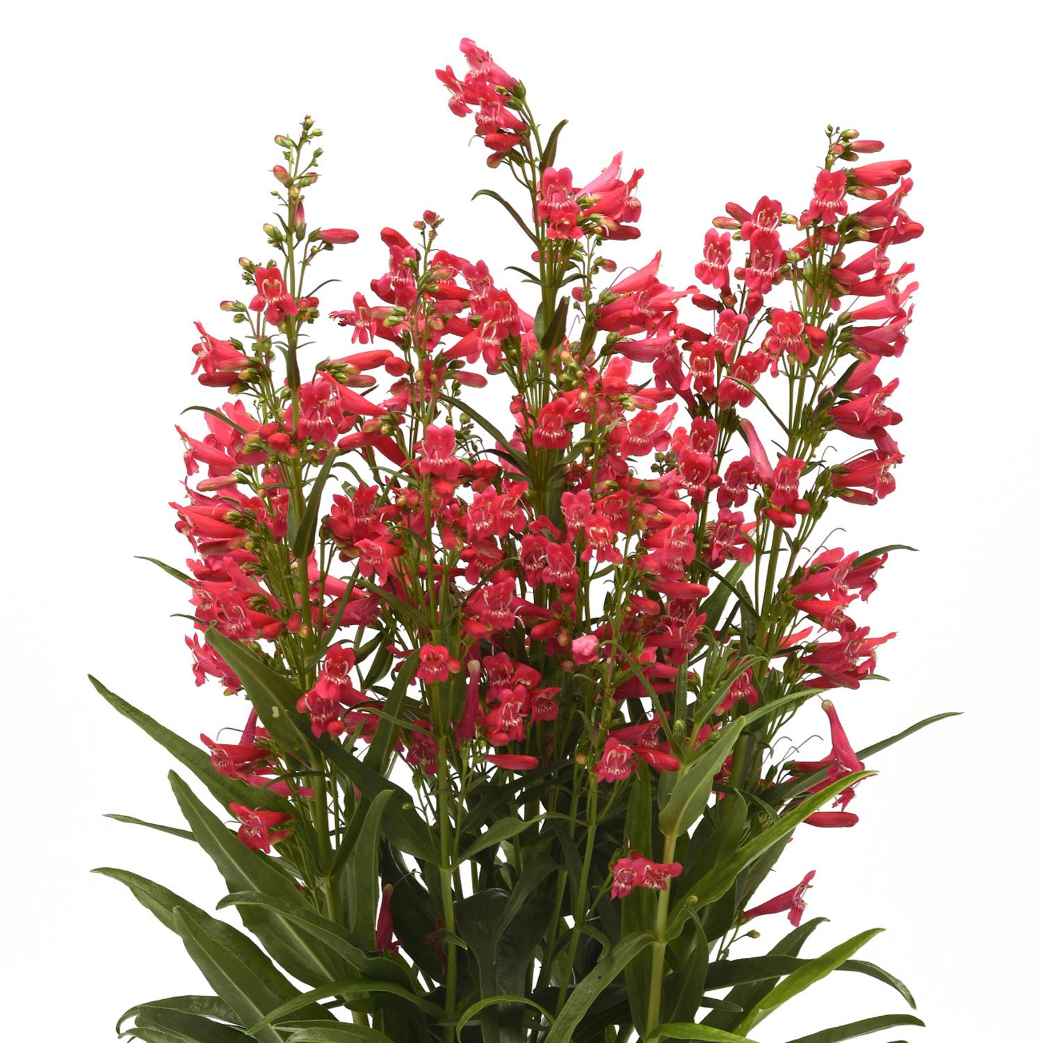 SUMMIT SWEETS™ Ruby Penstemon - Image 2