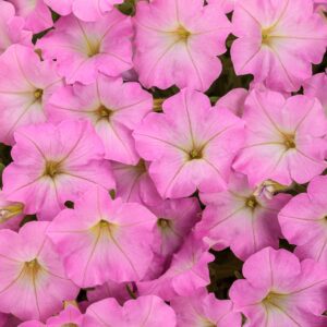 SUPERTUNIA MINI VISTA&reg; Pink Cloud Petunia