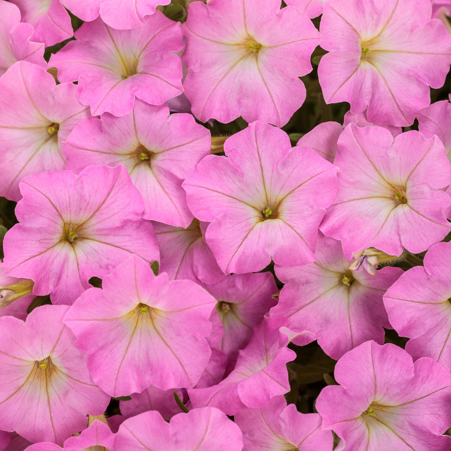 SUPERTUNIA MINI VISTA® Pink Cloud Petunia