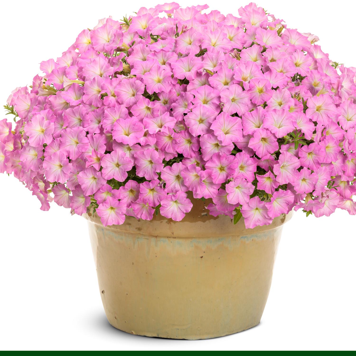 SUPERTUNIA MINI VISTA® Pink Cloud Petunia - Image 2
