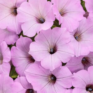 SUPERTUNIA VISTA&reg; Cool Jazz™ Petunia