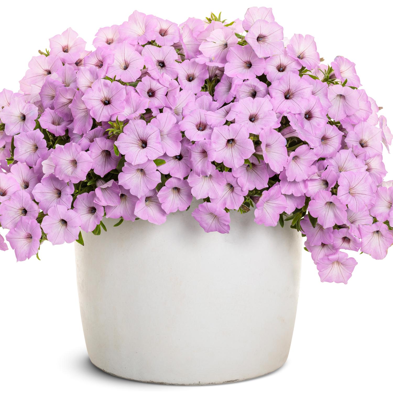 SUPERTUNIA VISTA® Cool Jazz™ Petunia - Image 2