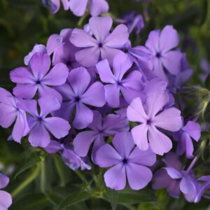 CANDY CLOUD™ Blue Phlox