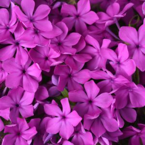 CANDY CLOUD™ Dark Pink Phlox