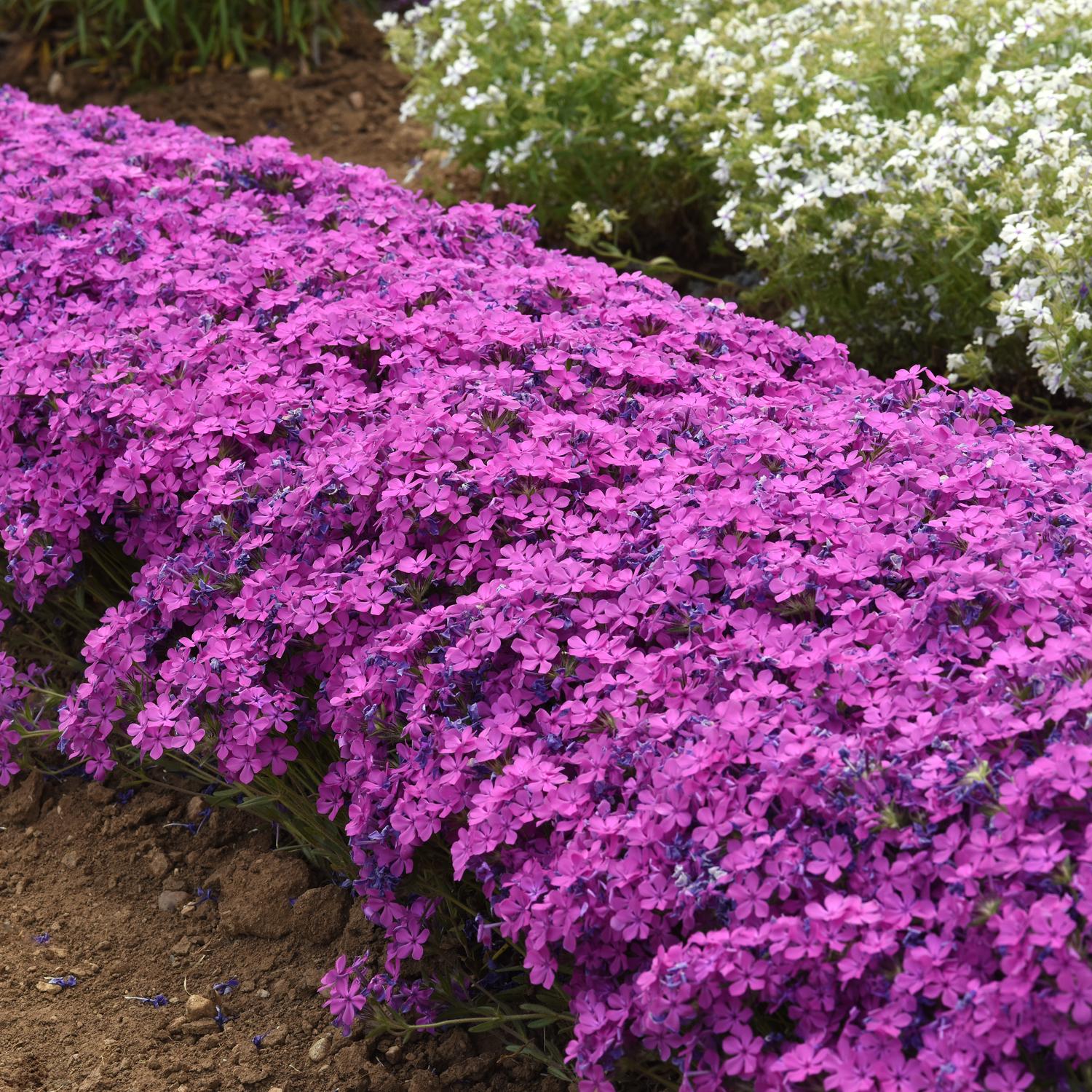 CANDY CLOUD™ Dark Pink Phlox - Image 2