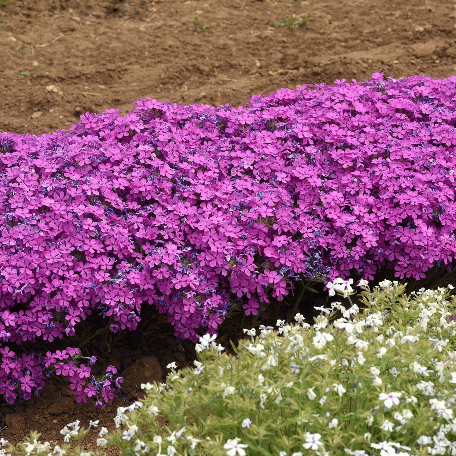 CANDY CLOUD™ Dark Pink Phlox - Image 3