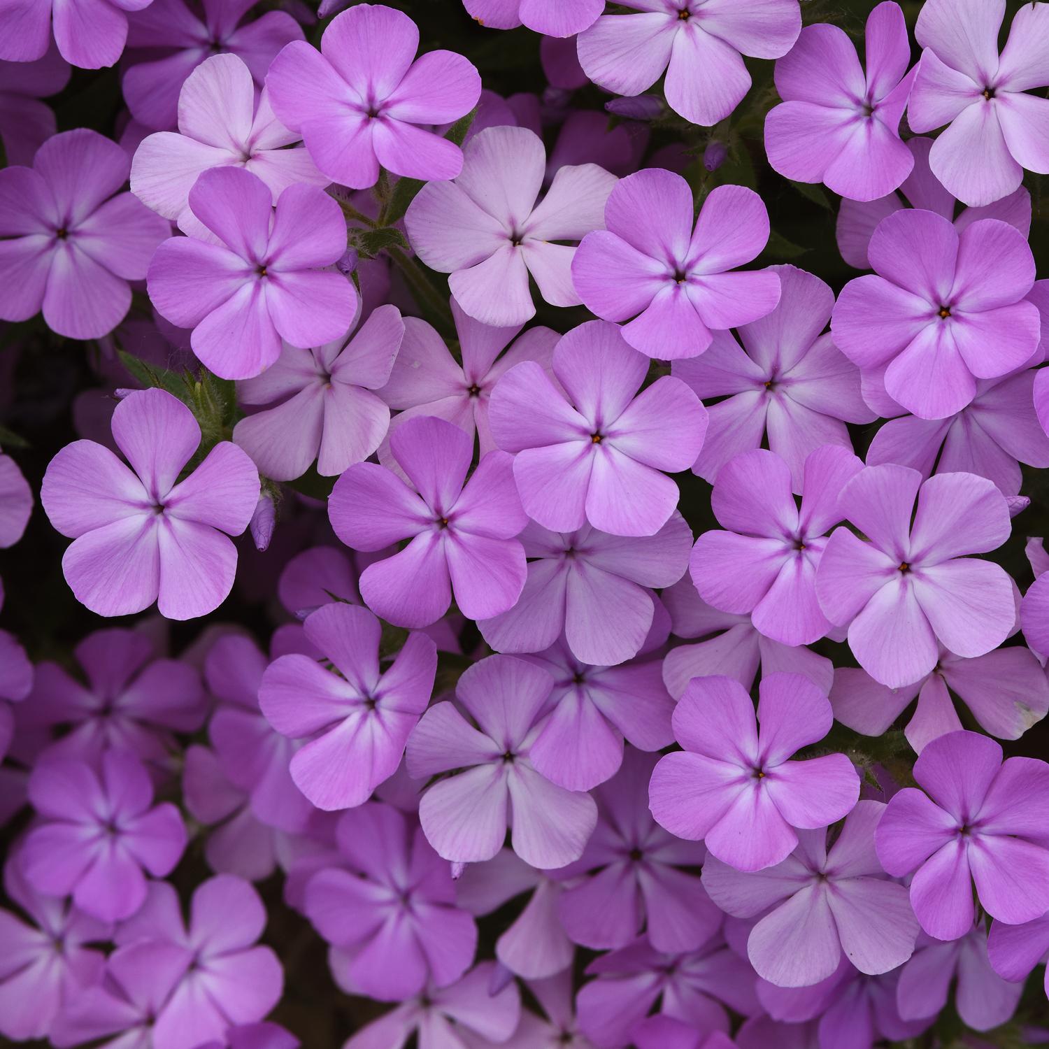 CANDY CLOUD™ Lavender Phlox