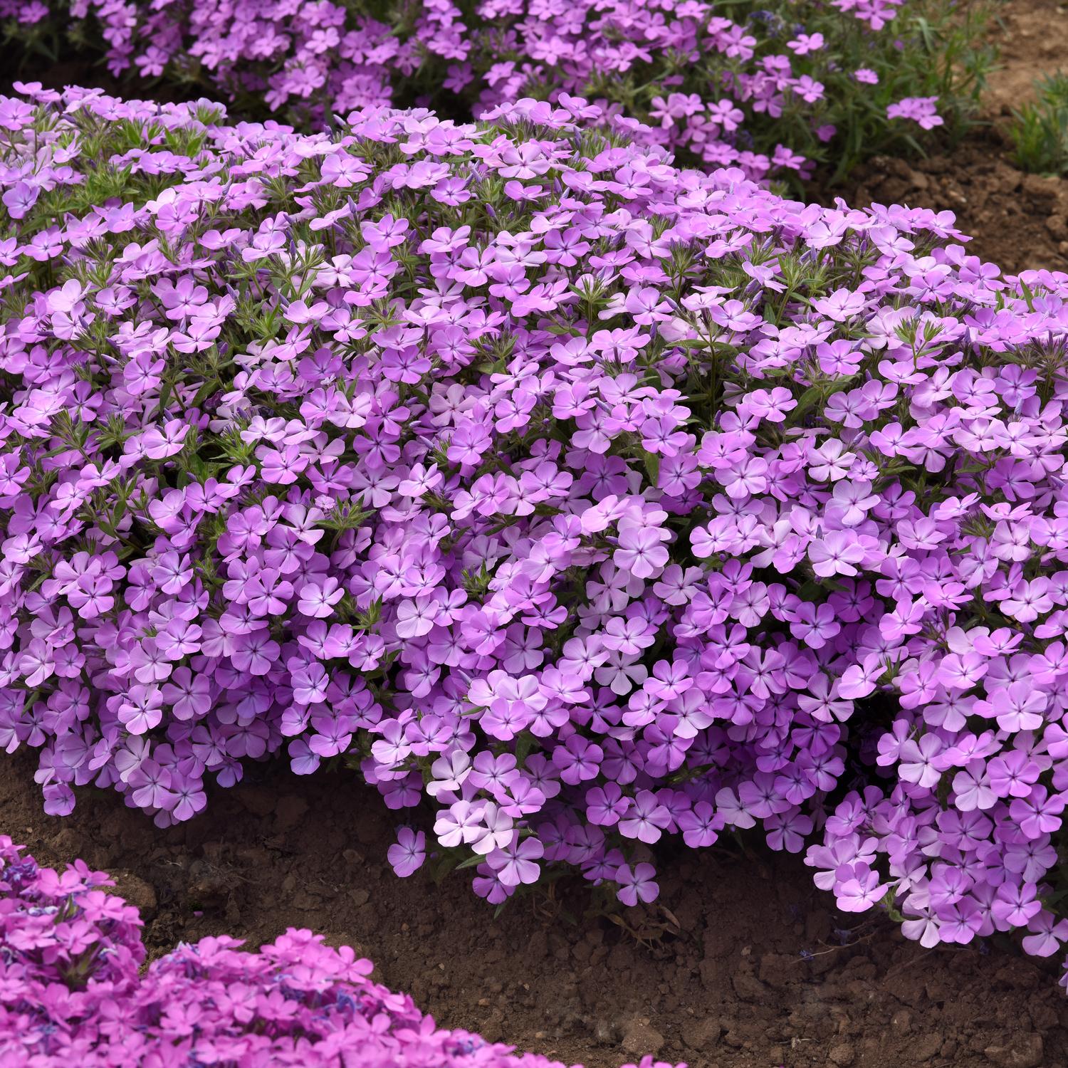 CANDY CLOUD™ Lavender Phlox - Image 2