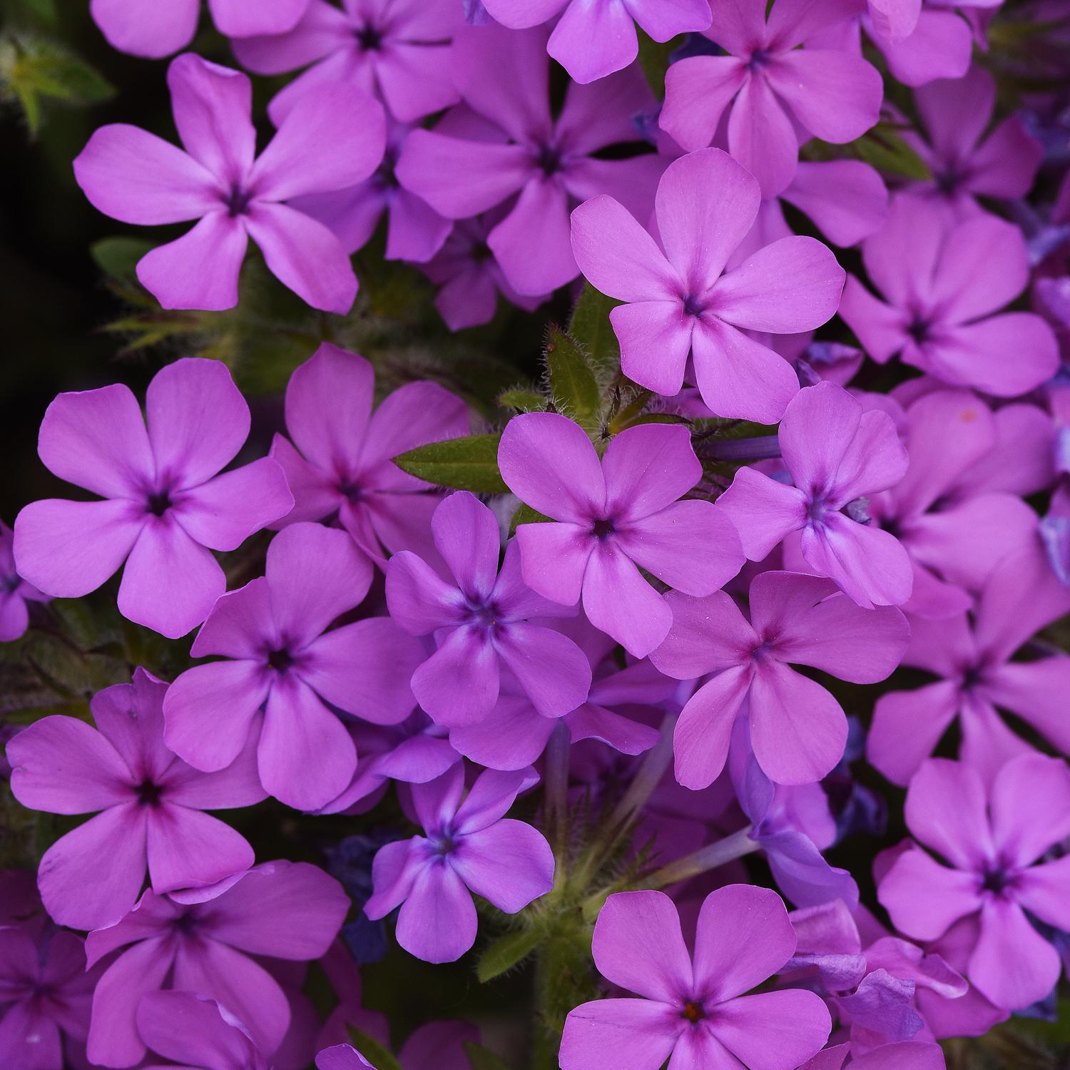 CANDY CLOUD™ Phlox