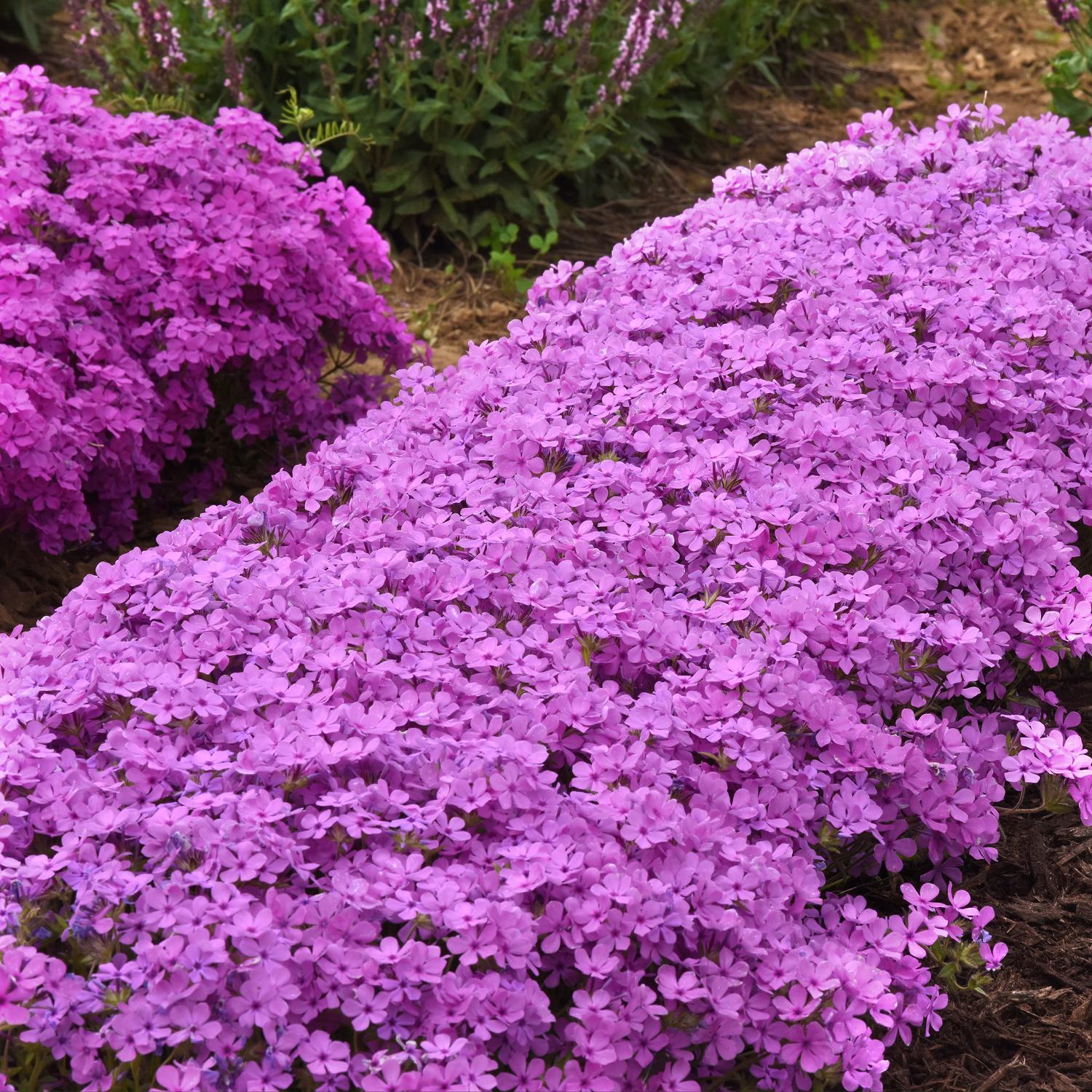 CANDY CLOUD™ Phlox - Image 2