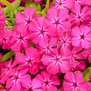 SOUTHERN BLAZE™ Bright Pink Phlox