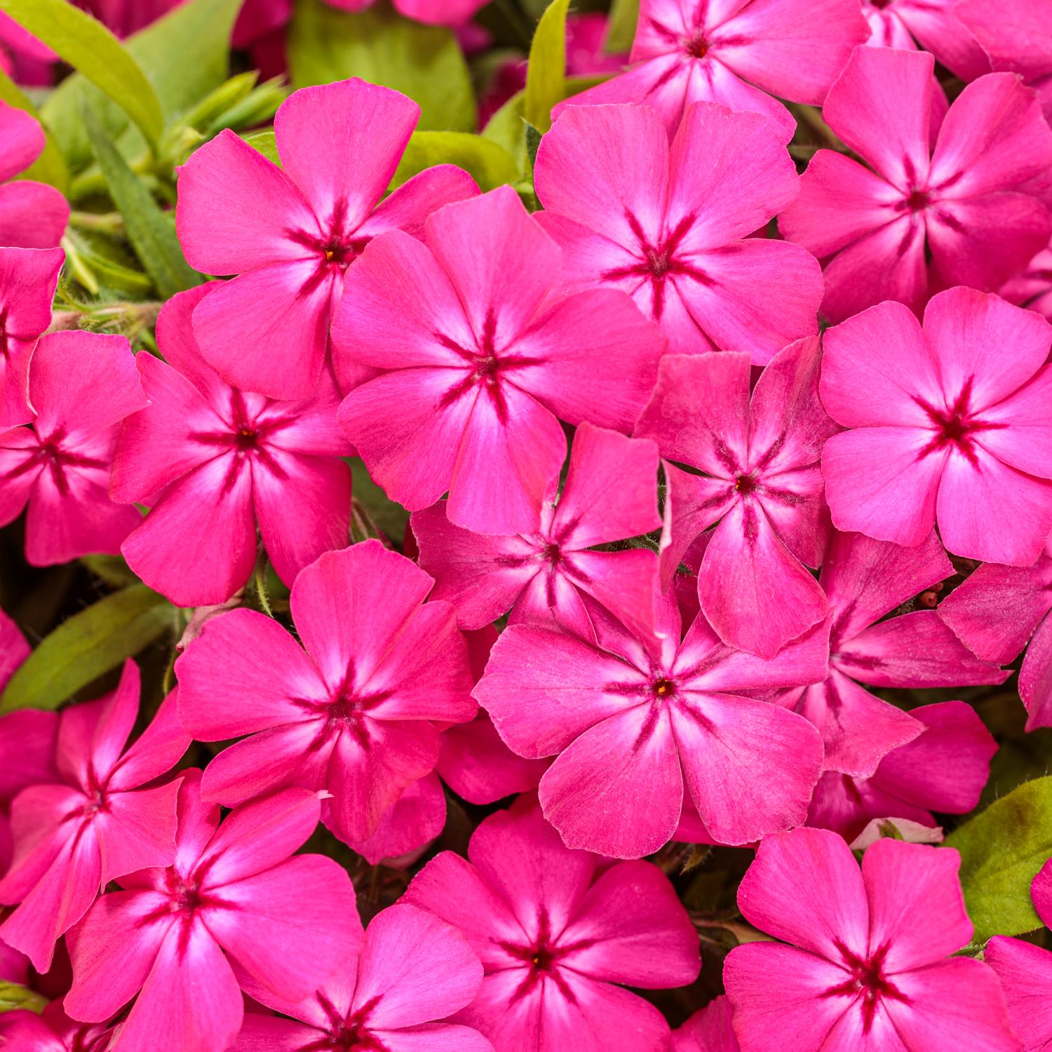 SOUTHERN BLAZE™ Bright Pink Phlox