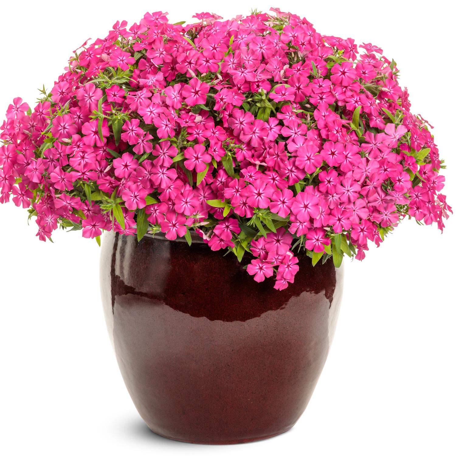SOUTHERN BLAZE™ Bright Pink Phlox - Image 2
