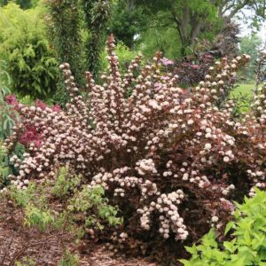SUMMER WINE&reg; Rosé Physocarpus