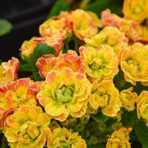 PRIMA BELARINA® Carnival Primula