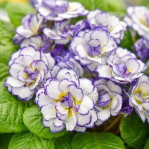 BELARINA&reg; Rhapsody Primula