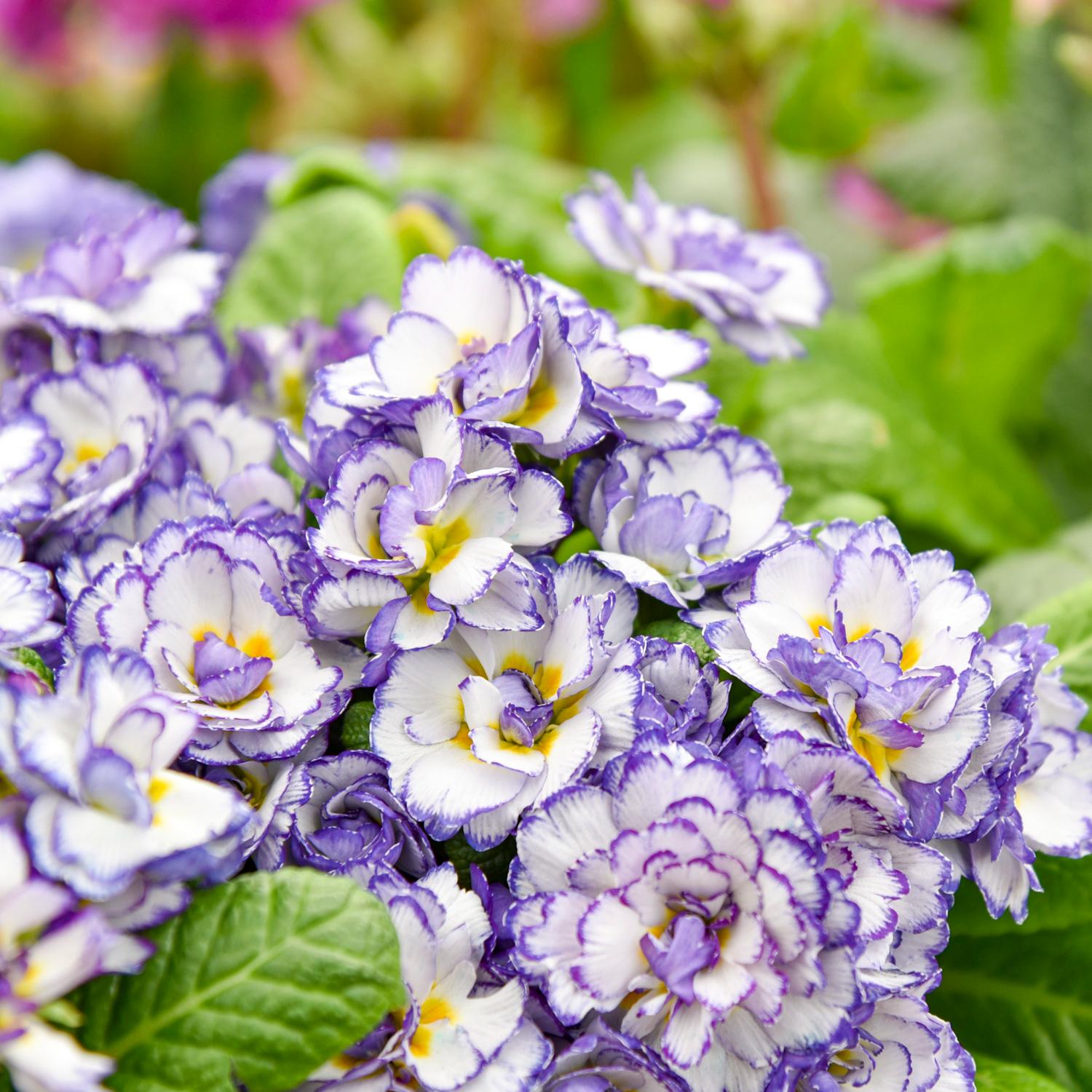 BELARINA® Rhapsody Primula - Image 2