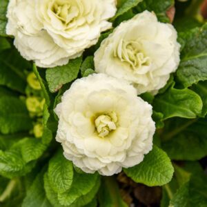 BOUQUET PERFECT™ 'Spearmint' Primula