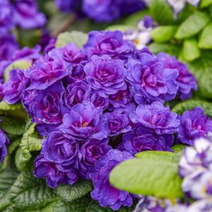 BOUQUET PERFECT™ 'Violetta' Primula