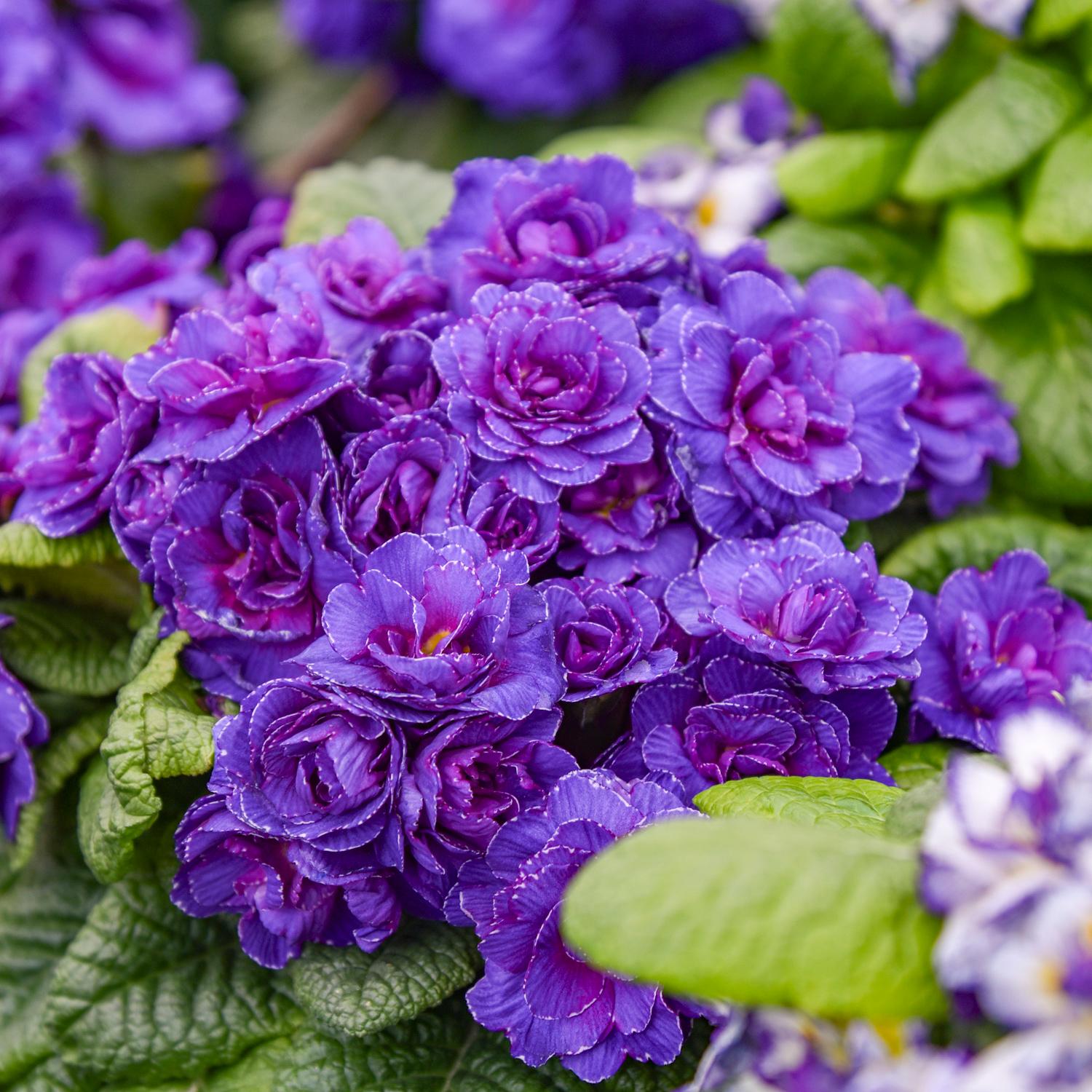 BOUQUET PERFECT™ 'Violetta' Primula