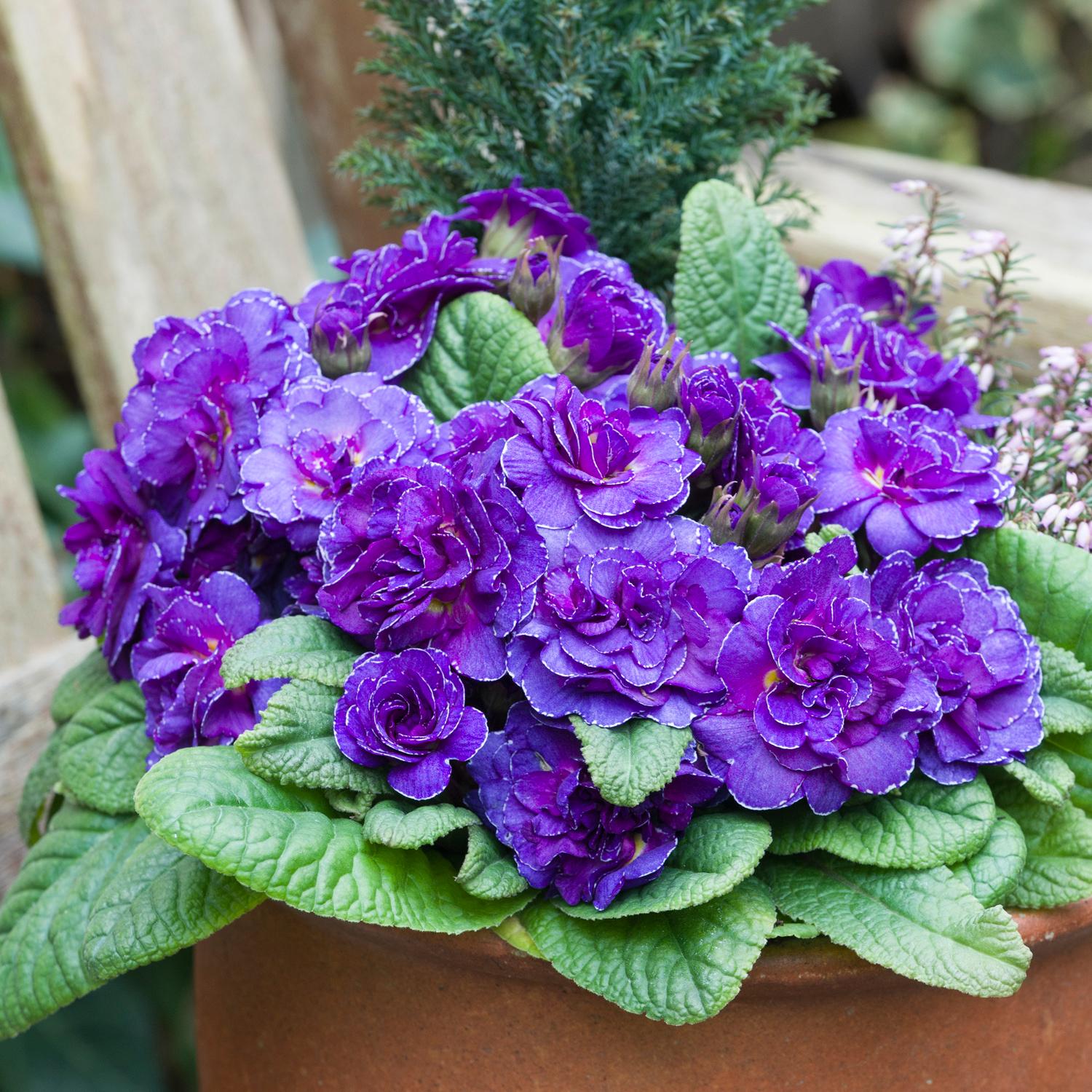 BOUQUET PERFECT™ 'Violetta' Primula - Image 3