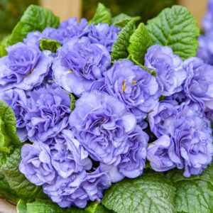 BOUQUET PERFECT™ 'Watercolour Blue' Primula