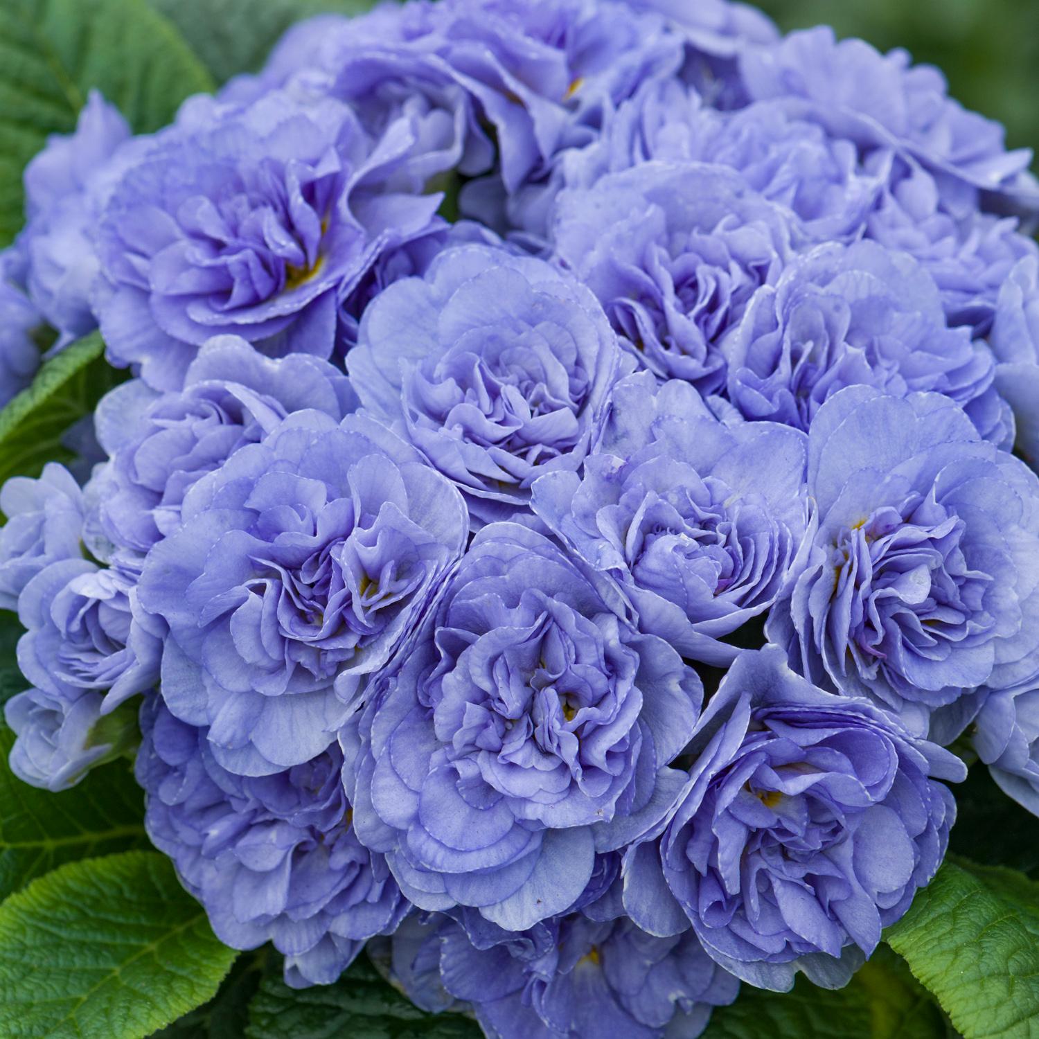 BOUQUET PERFECT™ 'Watercolour Blue' Primula - Image 2