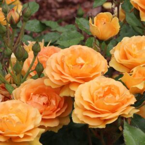 REMINISCENT&reg; Ginger Rosa