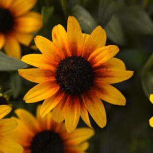 Rudbeckia 'Suntacular'