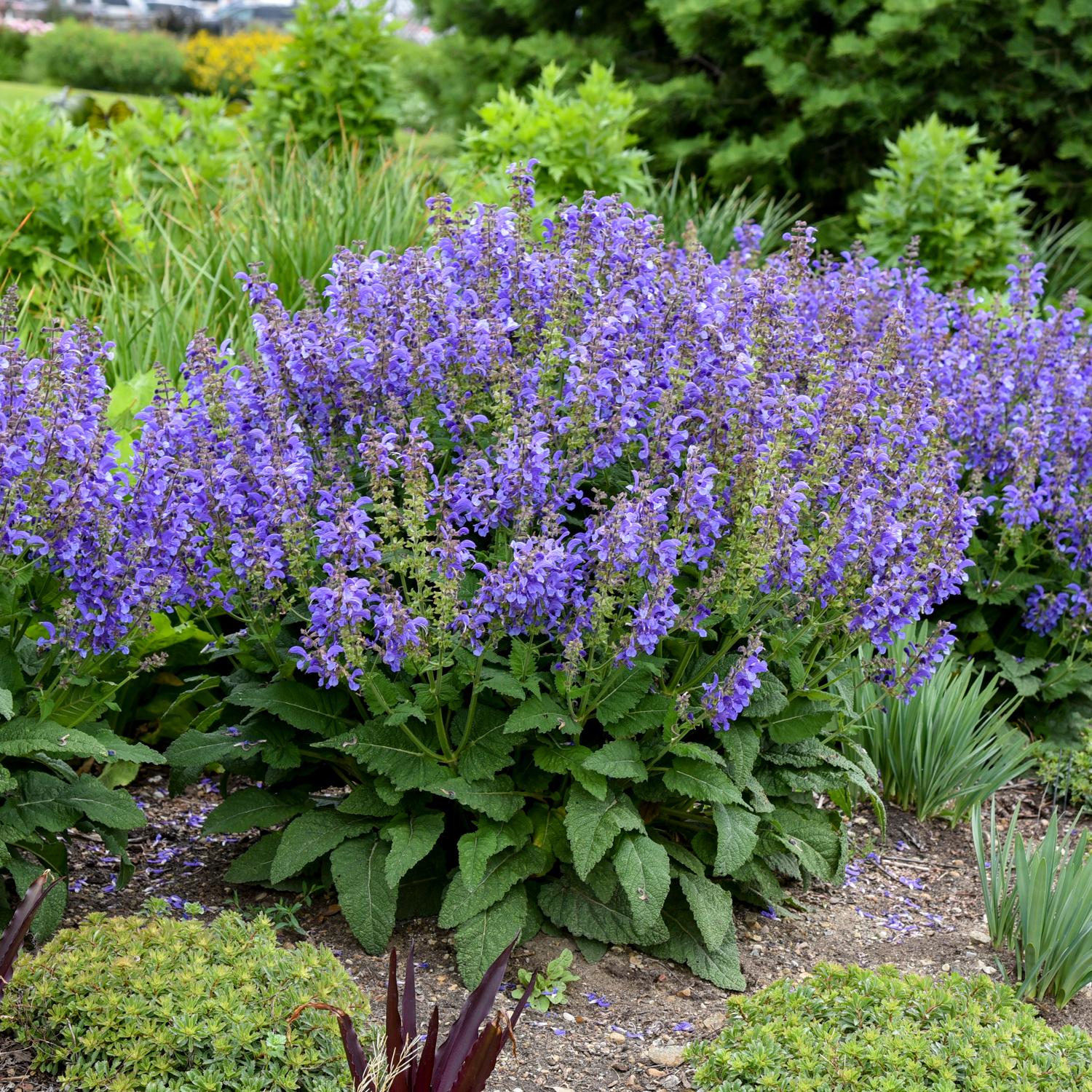 LIVING LARGE® Big Sky Salvia