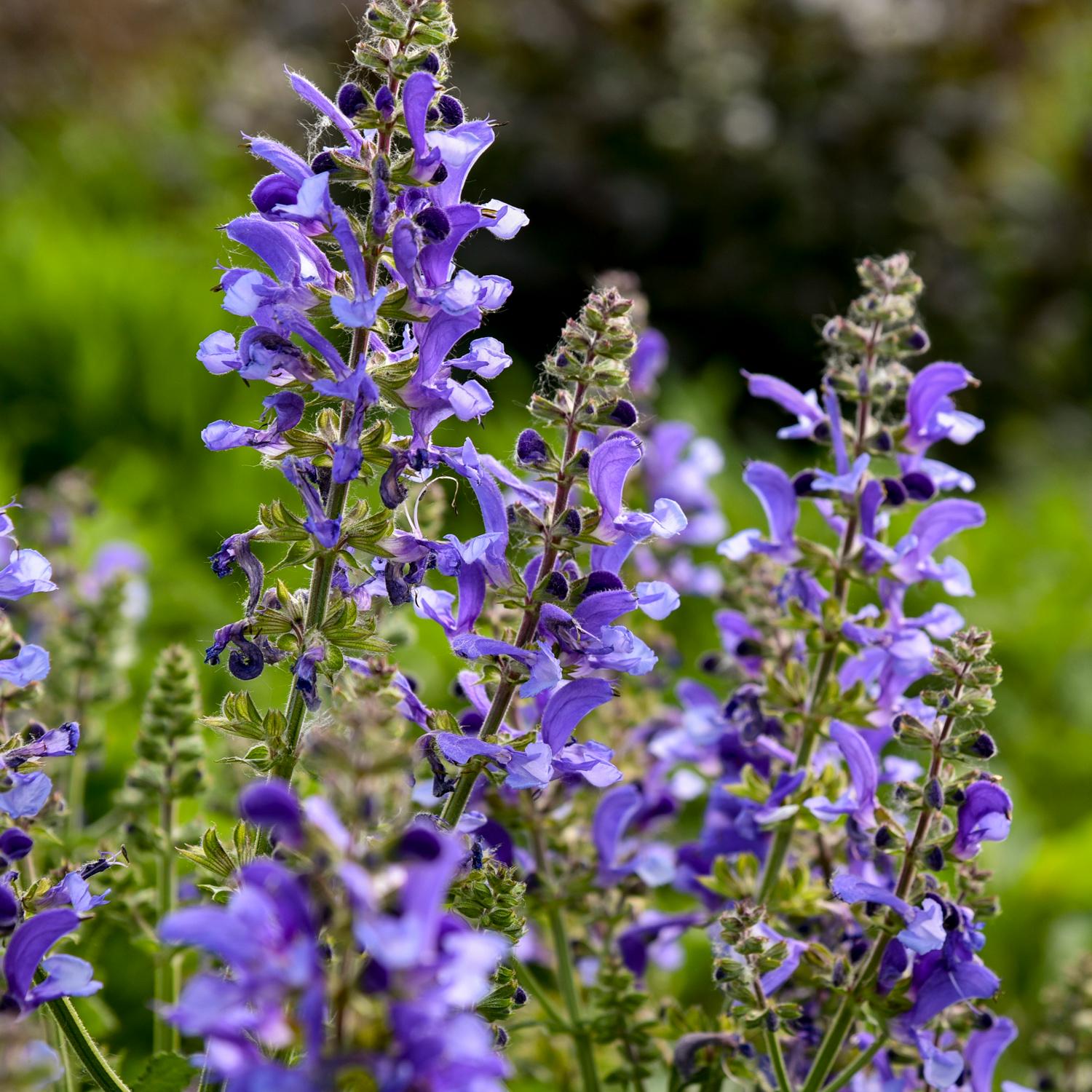 LIVING LARGE® Big Sky Salvia - Image 2