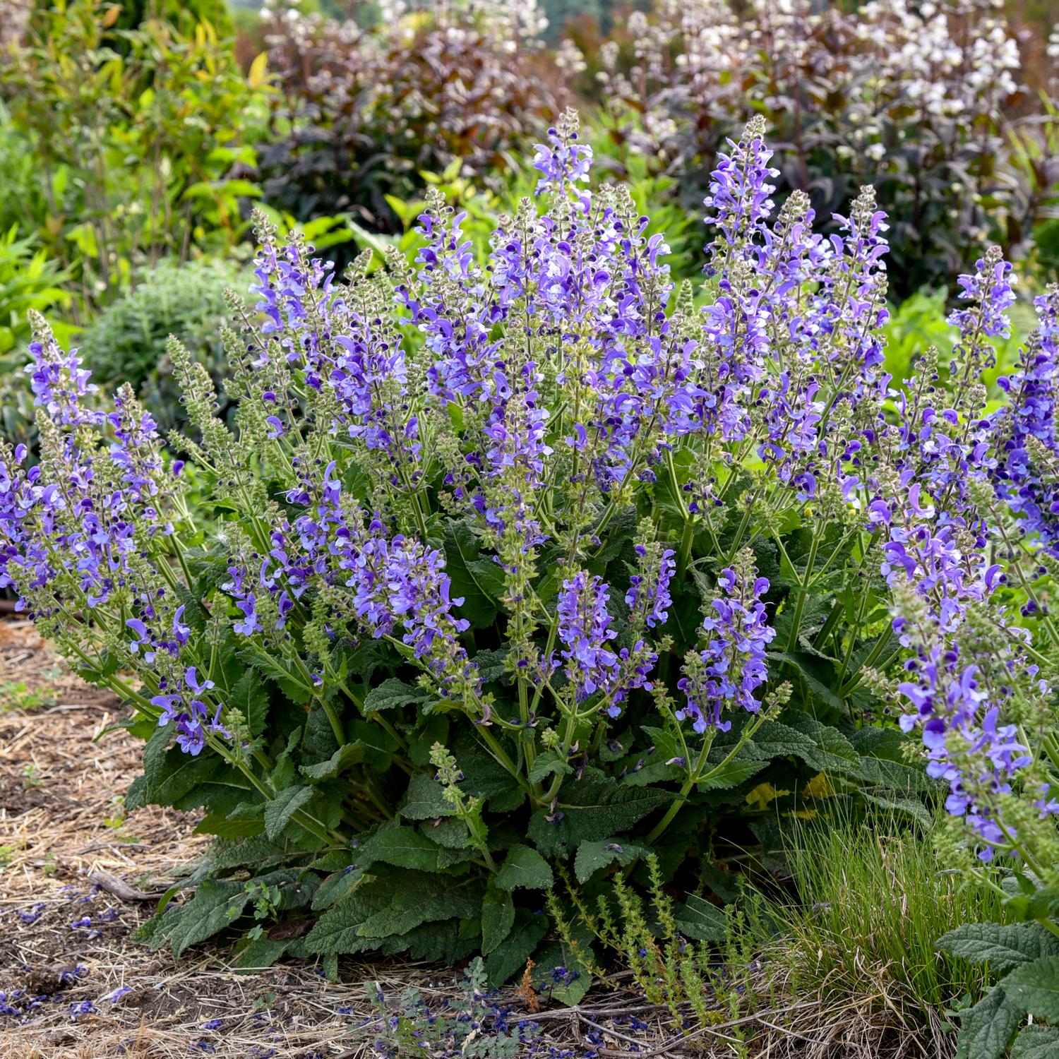 LIVING LARGE® Big Sky Salvia - Image 3