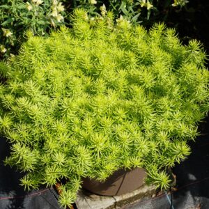 Sedum 'Prima Angelina'