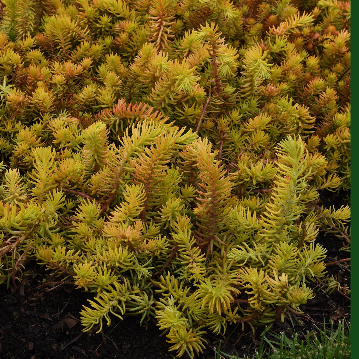Sedum 'Prima Angelina' - Image 2