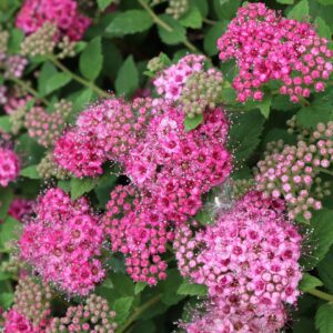 DOUBLE PLAY&reg; PRINCESS™ Spiraea