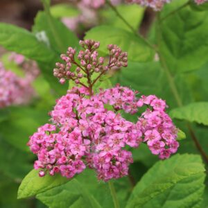 GLOW GIRL&reg; Pink Spiraea