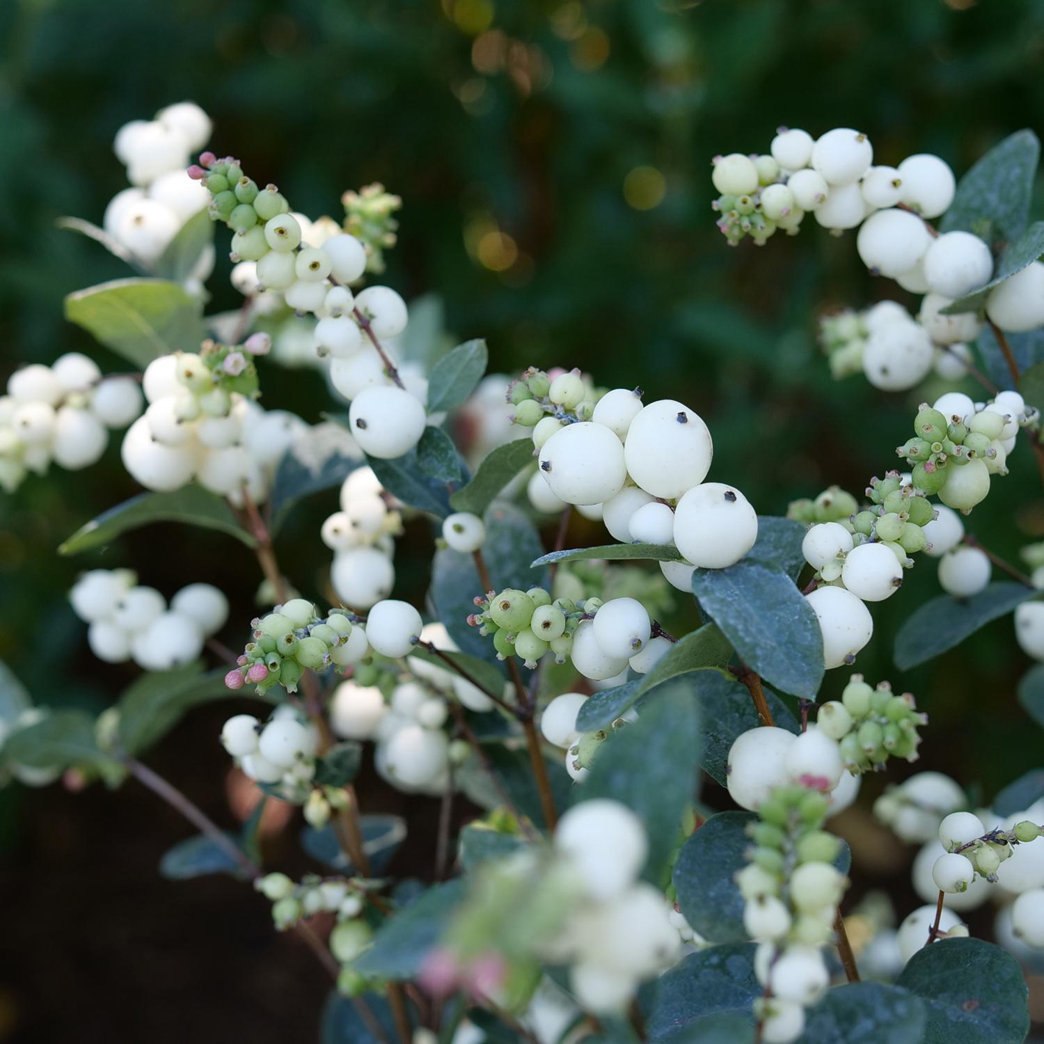 PROUD BERRY® Pearl Symphoricarpos