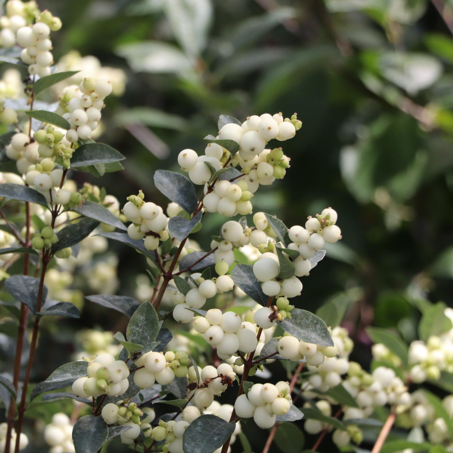 PROUD BERRY® Pearl Symphoricarpos - Image 2