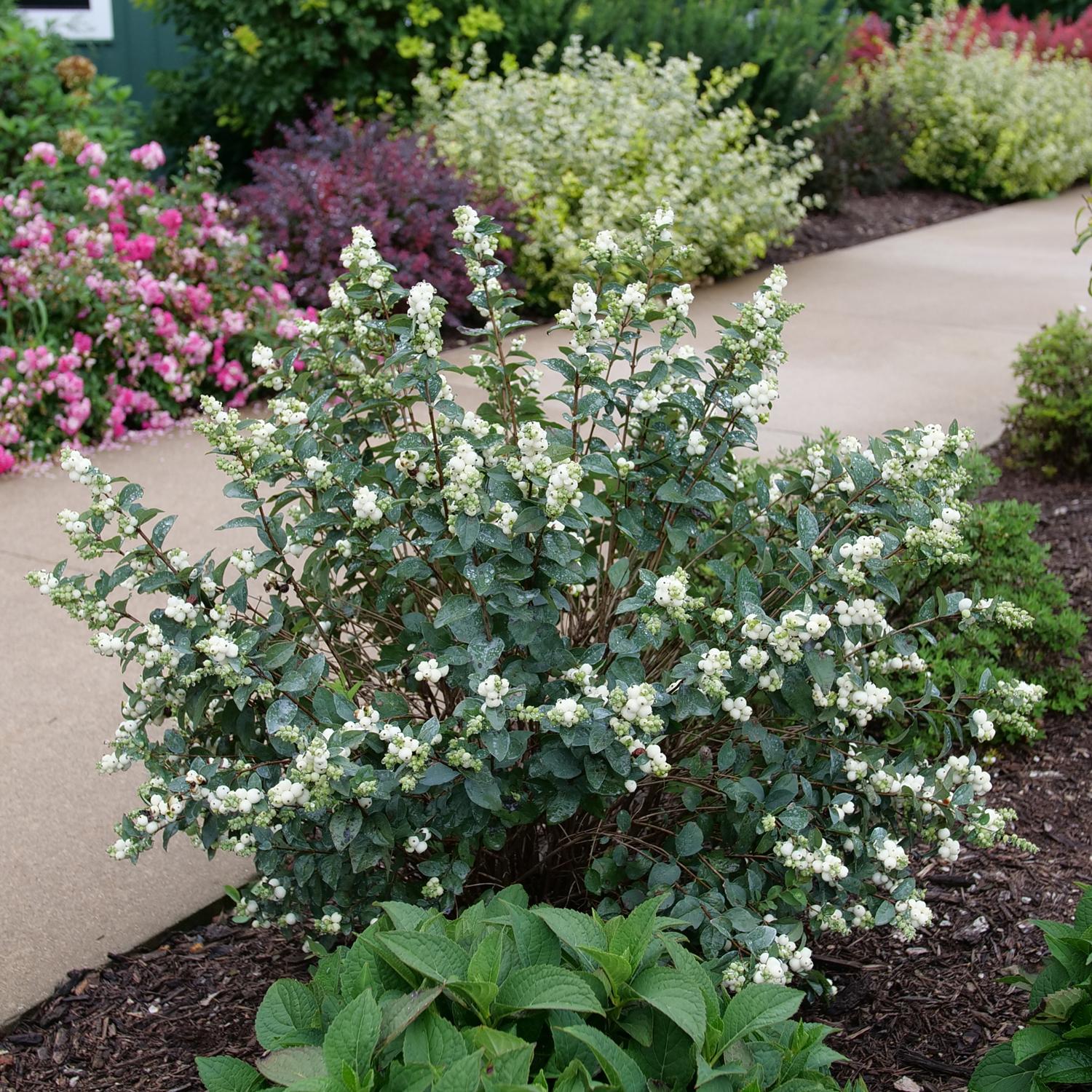 PROUD BERRY® Pearl Symphoricarpos - Image 4