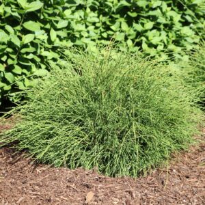 WHIP IT GOOD® Thuja