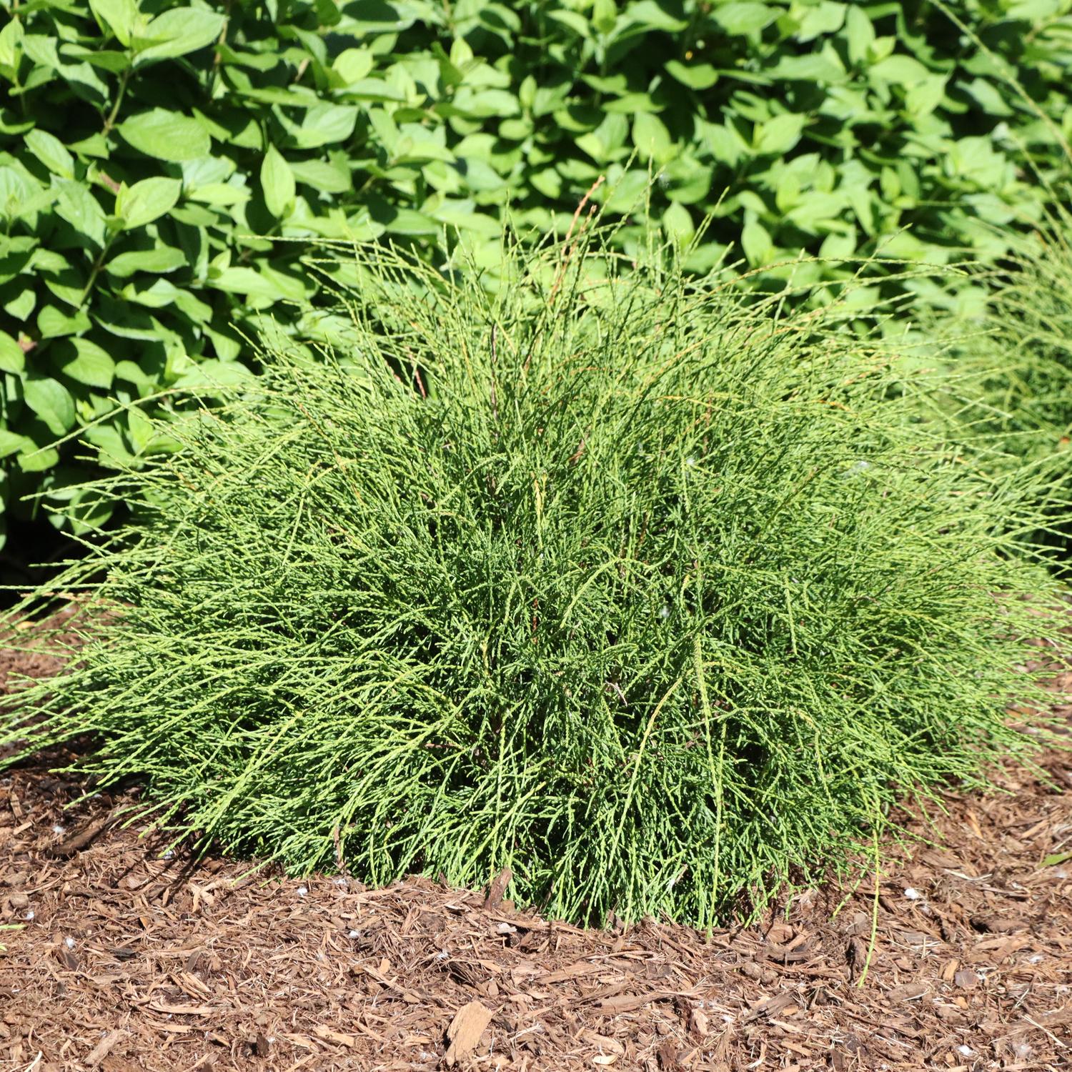 WHIP IT GOOD® Thuja