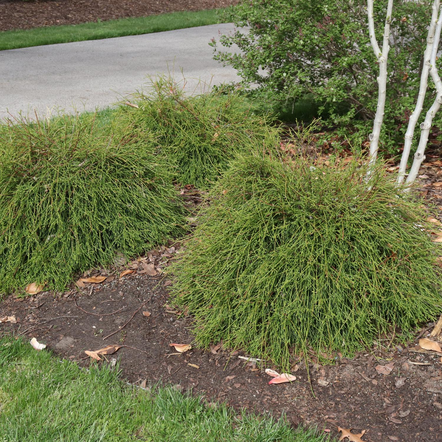 WHIP IT GOOD® Thuja - Image 4