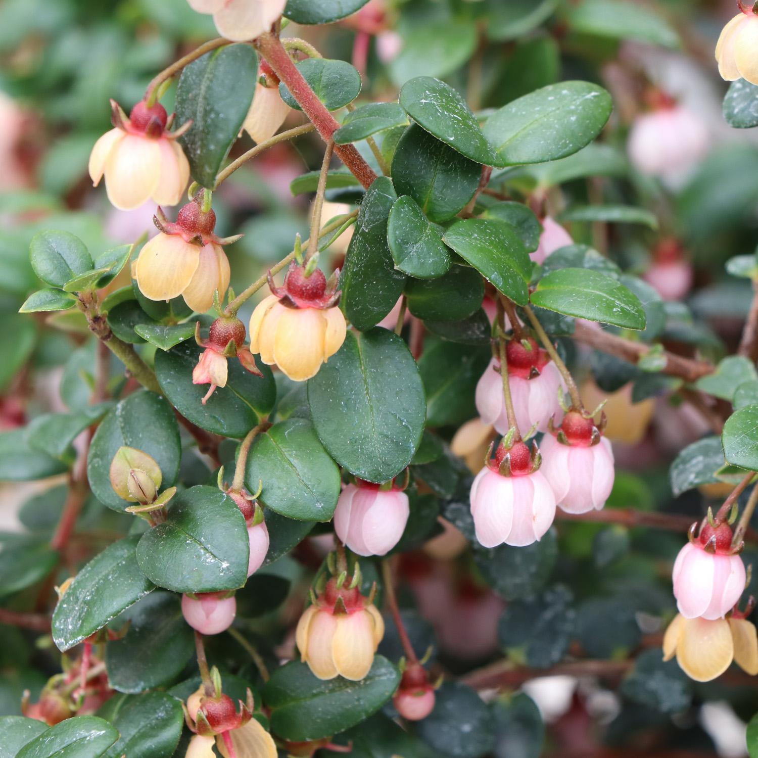 CANDYBOX™ Ugni - Image 2