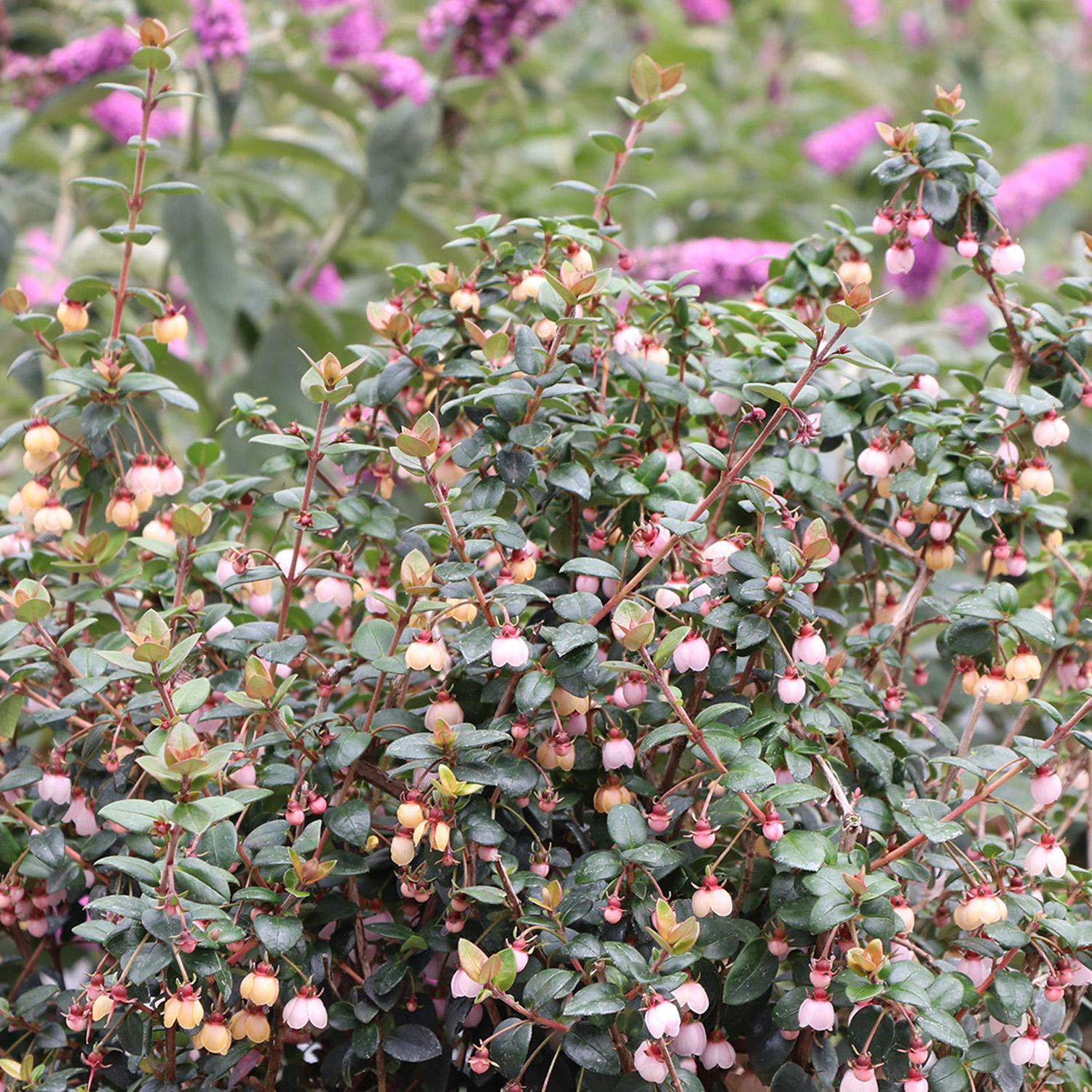 CANDYBOX™ Ugni - Image 4